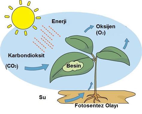 bitkiler gece karbondioksit mi verir